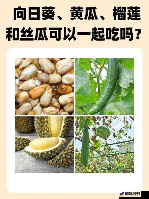 秋葵茄子丝瓜香瓜榴莲大全：各类蔬果详细介绍与食用指南